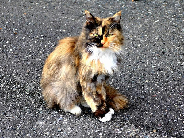 入場門付近にいた猫