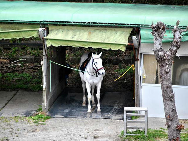 誘導馬の待機する馬房