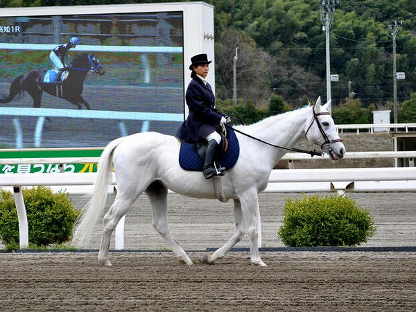 馬場入りする誘導馬