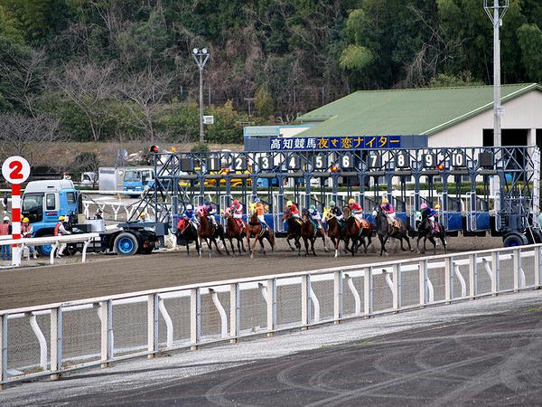 スタートする競走馬