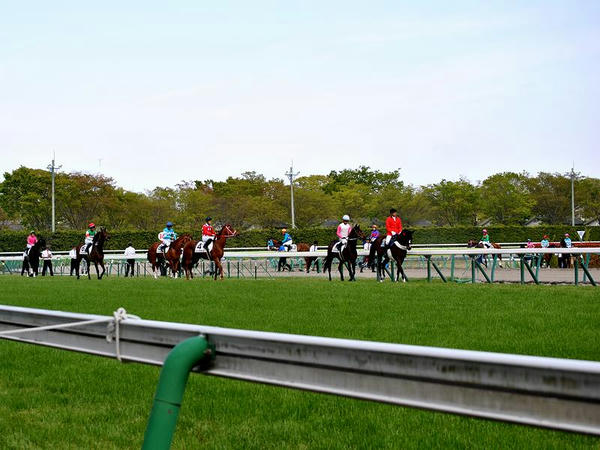 馬場入りする第8レースの出走馬