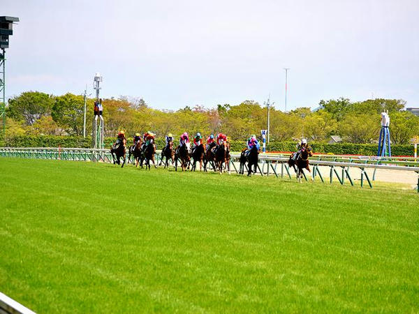 ホームストレッチを逆回りに走る競走馬