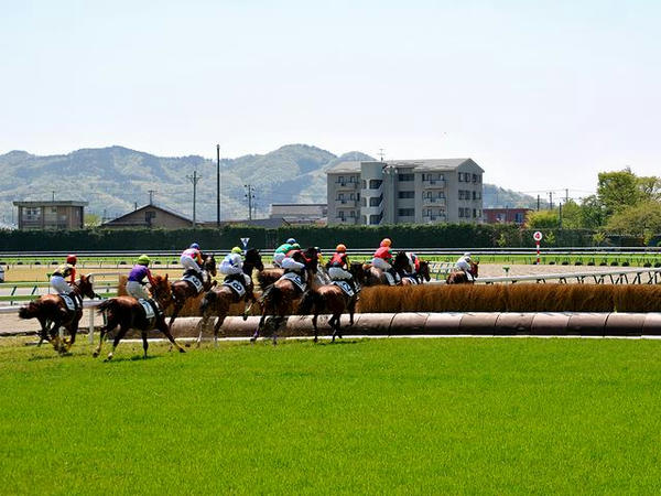 両面竹柵障害を逆回りに飛ぶ競走馬