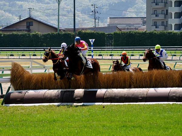 両面竹柵障害を順回りに飛ぶ競走馬