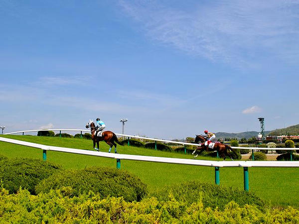 バンケットをスクーリングする競走馬