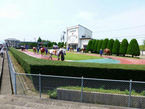 パドックを周回する競走馬