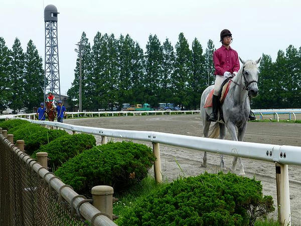馬場入りする誘導馬と競走馬
