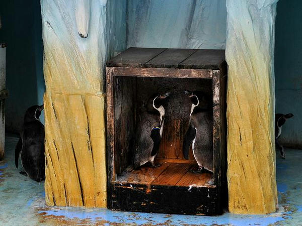 ペンギンさん達