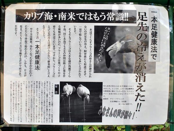 一本足健康法