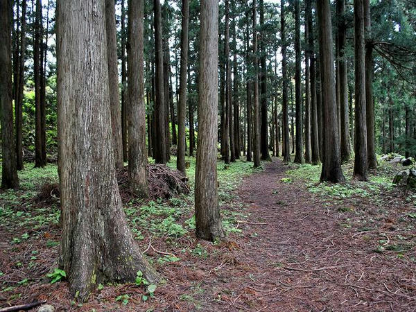 桜馬場
