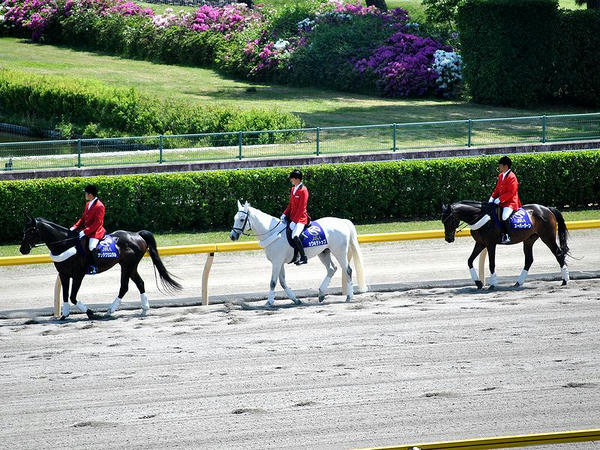 引き上げる誘導馬（最後尾がスーパージーン号）