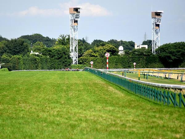 第9レースで最後の直線に入ったところ