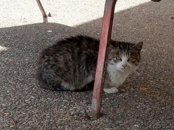 場内にいた猫