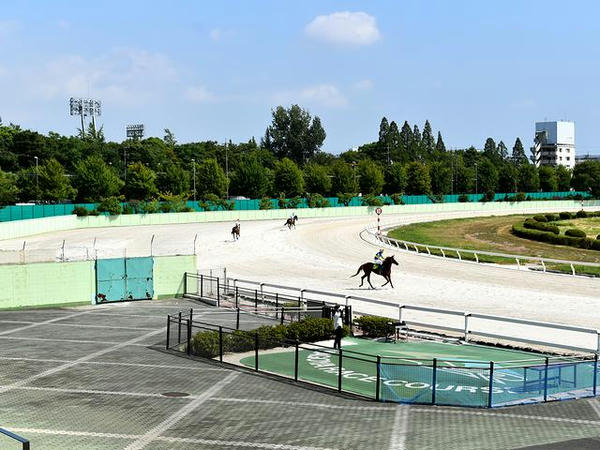 馬場入りする競走馬（第8レース）