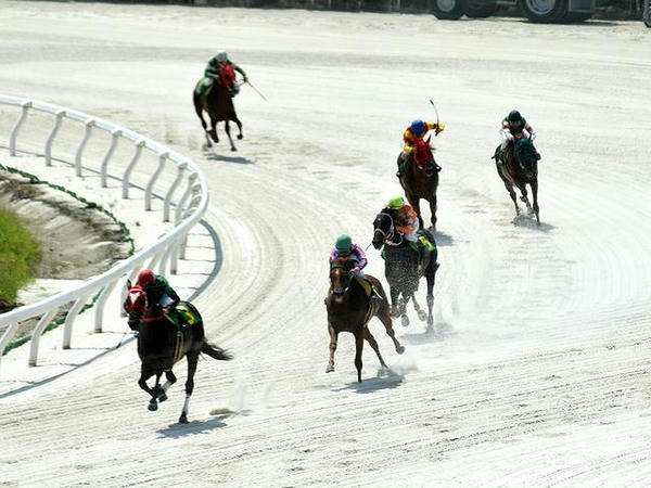 最終コーナーを回る競走馬（第4レース）
