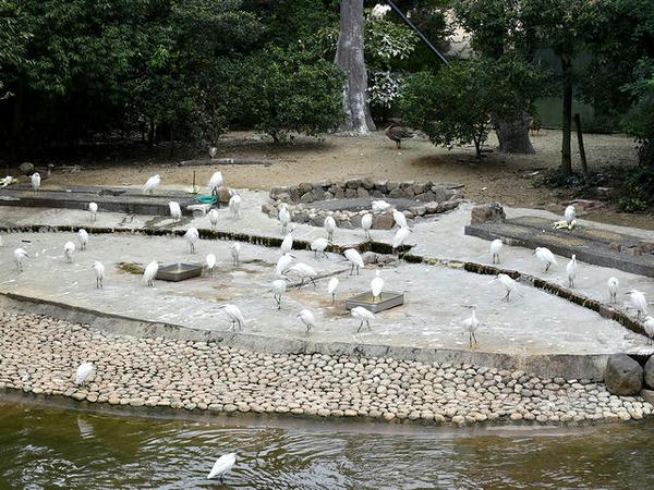 鳥の楽園の内部(1)