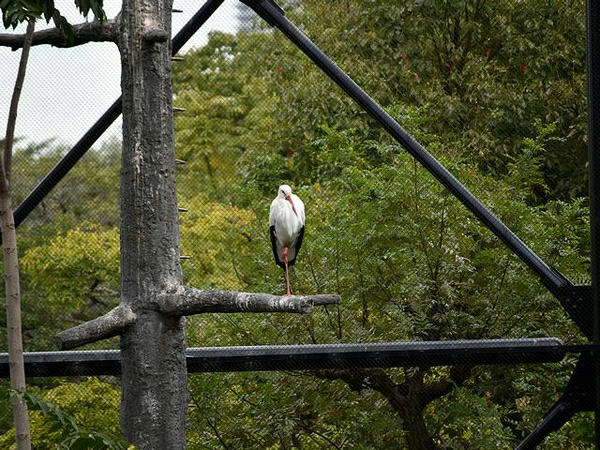 鳥の楽園の内部(2)
