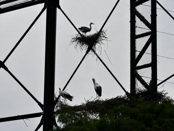 鳥の楽園の内部(3)