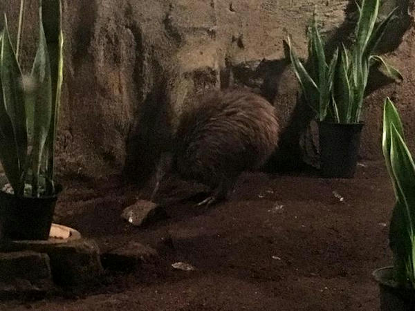 地面を突っつくキーウィさん