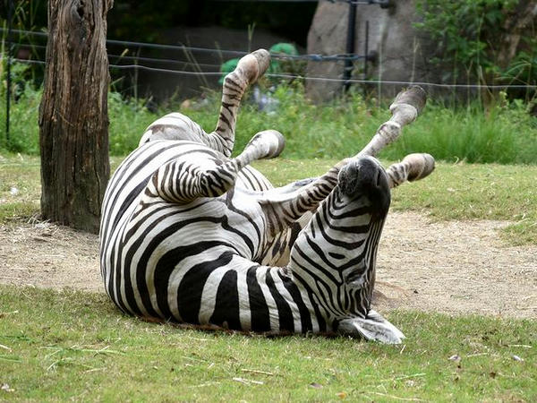 砂浴びするシマウマさん