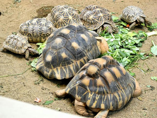食事中のカメさん達