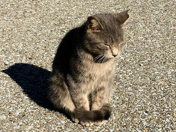 大手門付近にいらっしゃった猫さん