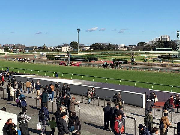 馬場入りする競走馬