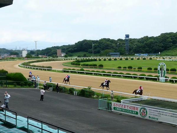 馬場入りする競走馬