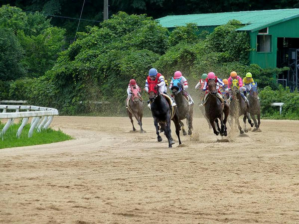 最終コーナーをまわる競走馬