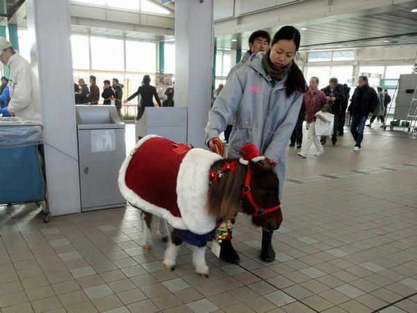 ポニーのお出迎え