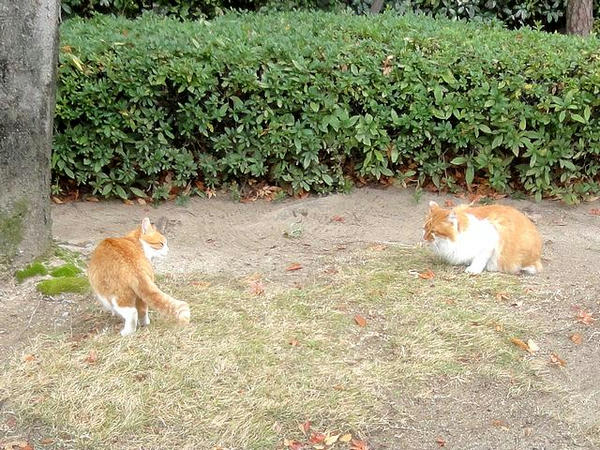 競馬場にいた猫さんたち