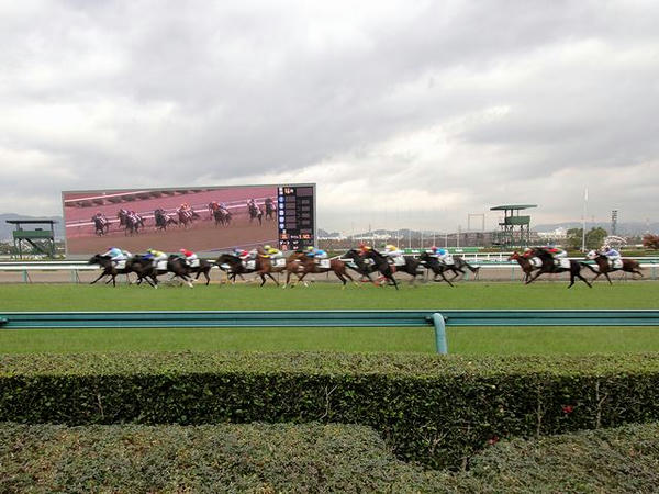 芝コースを走る競走馬とタープビジョン