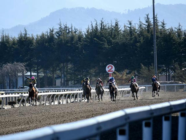 第2レースで最後の直線を走る競走馬