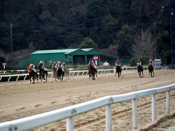 第7レース最後の直線
