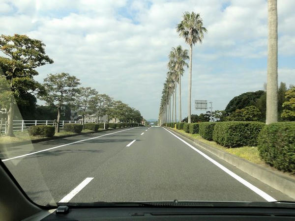 いかにも宮崎っぽく感じる並木