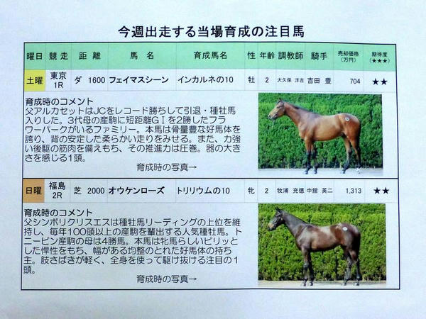 今週出走する当場育成の注目馬