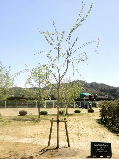 震災復興祈念樹
