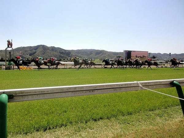 芝コースを走る競走馬