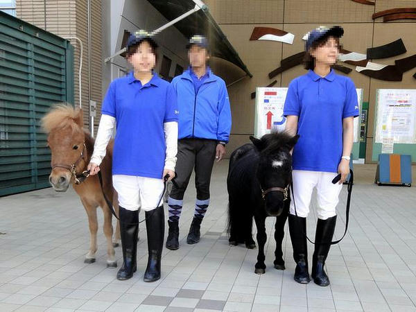 ミニチュアホースのお出迎え