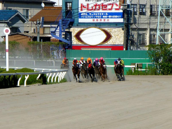 最終コーナーを立ち上がる競走馬