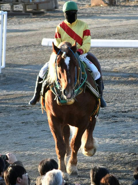 大河原騎手を背に周回を行うキタノタイショウ号
