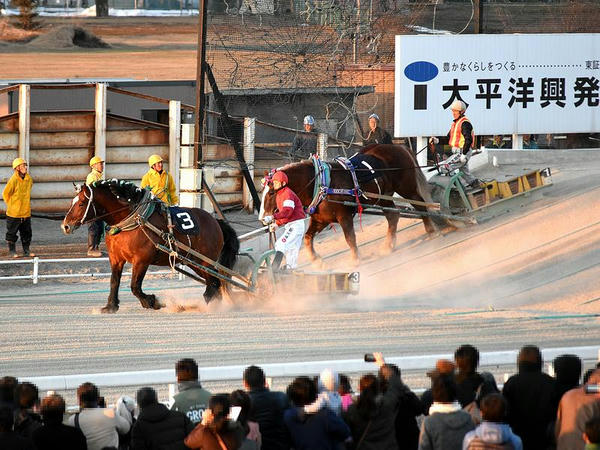 第2障害を下りるニュータカラコマ号とフジダイビクトリー号
