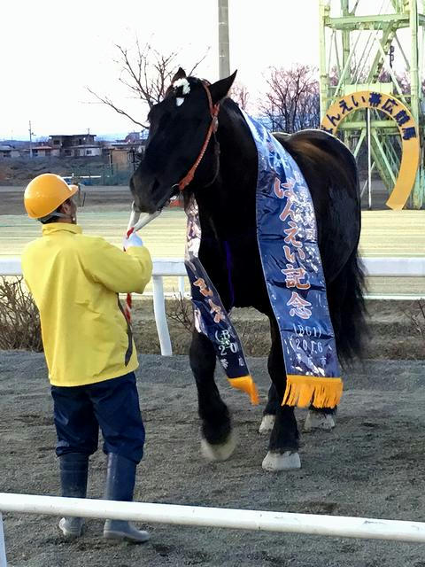優勝レイを掛けられたキタノタイショウ号