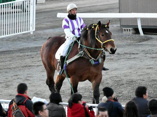 阿部武臣騎手を背にパドックを周回するトレジャーハンター号