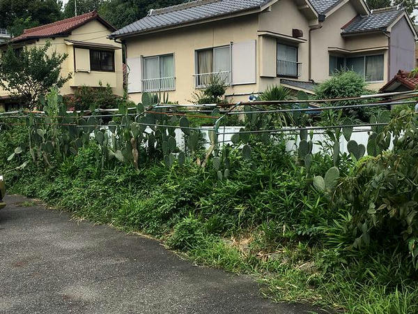 食材としても使用される駐車場のサボテン