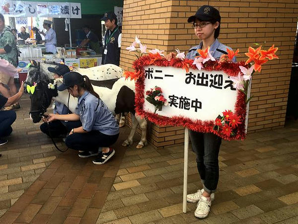 ポニーのお出迎え