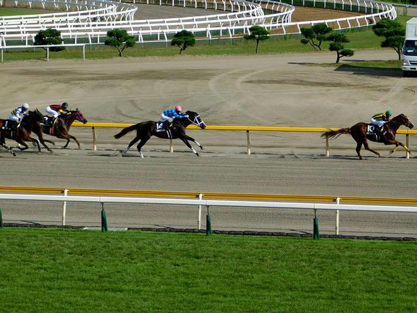 最後の直線で他馬を突き放すドラゴンゲート号と戸崎圭太騎手