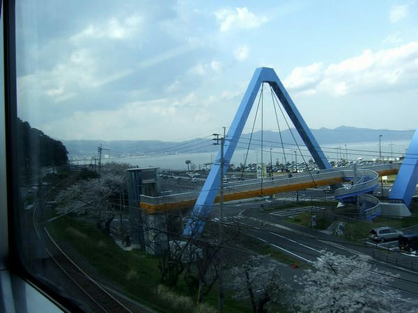 ほぼ満開の桜と別府湾