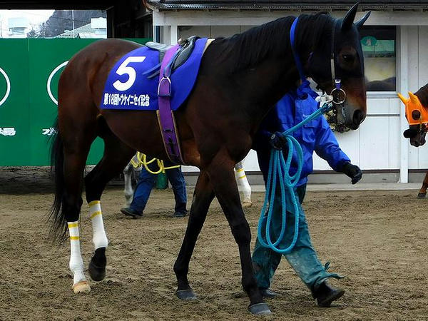個人的にこれに賭けた7番人気の(5)アントニオピサ号
