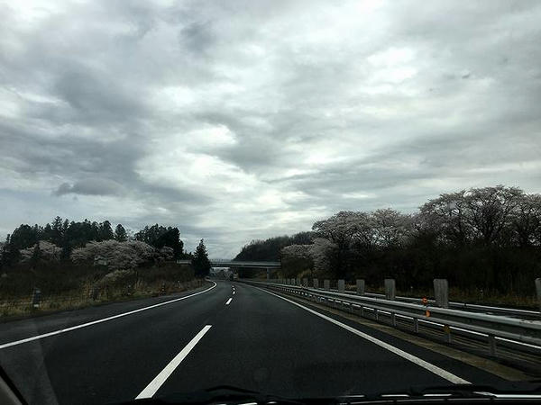 桜が満開の東北自動車道を北上